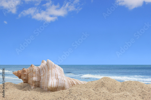 Sea Shell By the Seashore