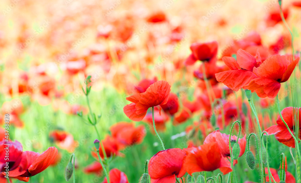 Fototapeta premium red poppy