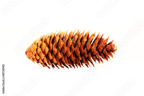Fir cone isolated