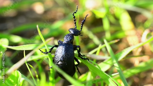 Beetle meloe climbing up a blade of grass