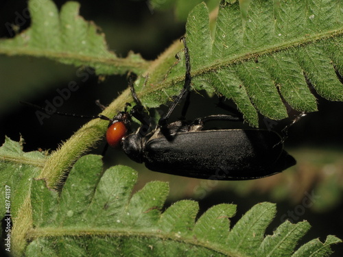 beetle,Epicauta hirticornis photo