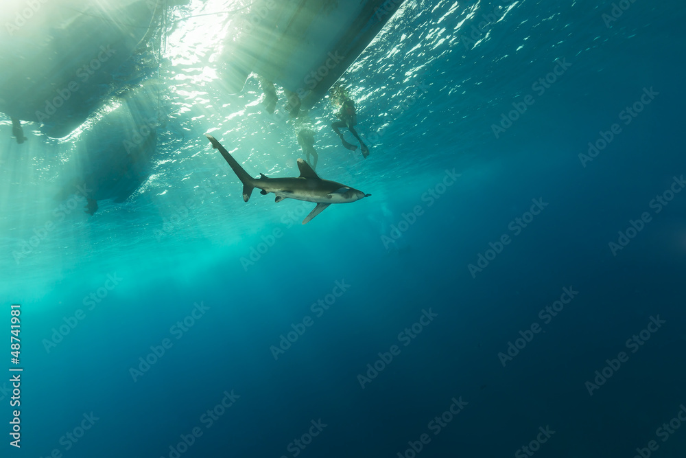 Obraz premium Oceanic whitetip shark (carcharhinus longimanus)