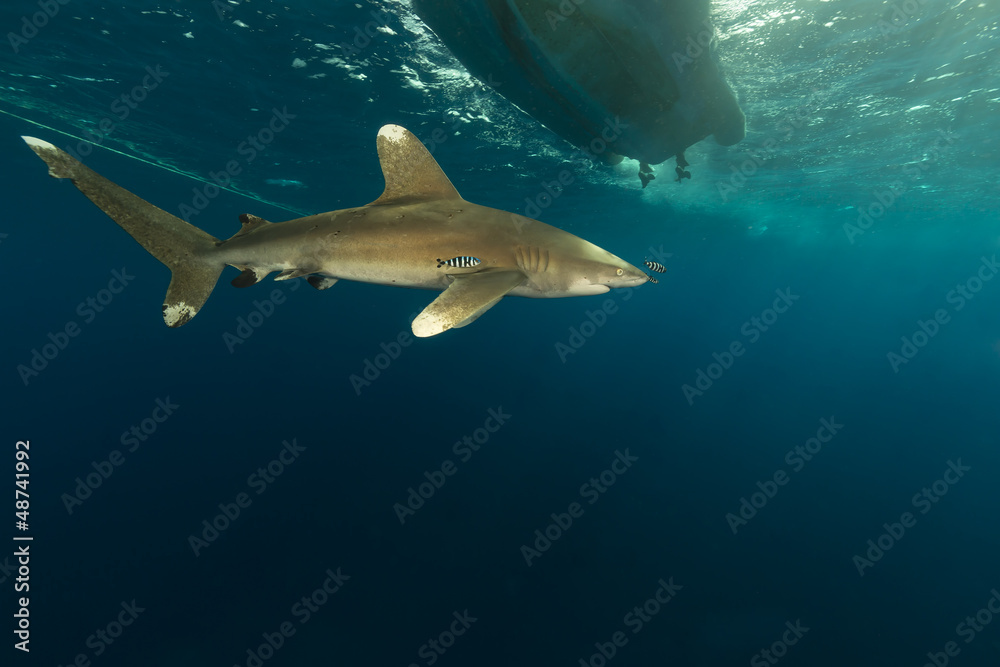 Fototapeta premium Oceanic whitetip shark (carcharhinus longimanus)