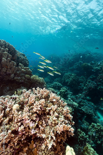 Fish and tropical reef in the Red Sea.