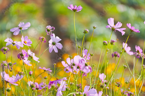 Cosmos Flower and bokeh background