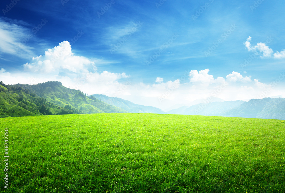 Fototapeta premium field of grass in mountain