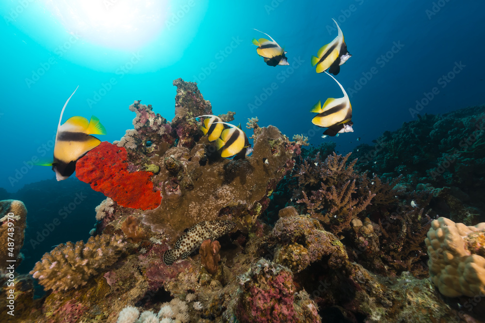 Naklejka premium Bannerfish (heniochus intermedius)