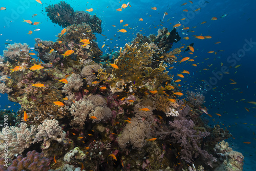 Fototapeta Naklejka Na Ścianę i Meble -  Fish and tropical reef in the Red Sea.