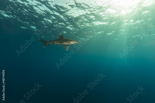 Oceanic whitetip shark (carcharhinus longimanus)