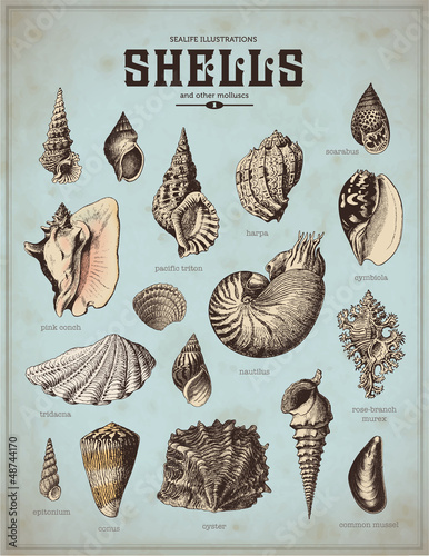 sea-life illustrations: shells (1)