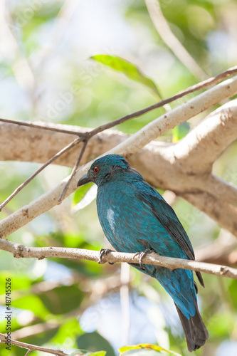 Deep color of female Asian Fairy-bluebird catch on the tree