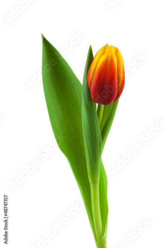 Fototapeta Naklejka Na Ścianę i Meble -  Tulpe