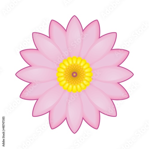 Pink Lotus