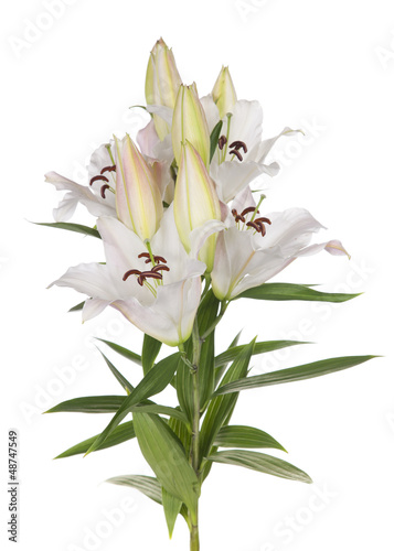 Fototapeta Naklejka Na Ścianę i Meble -  White lily flowers