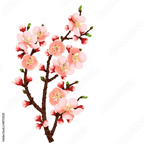 cherry blossom branch abstract background