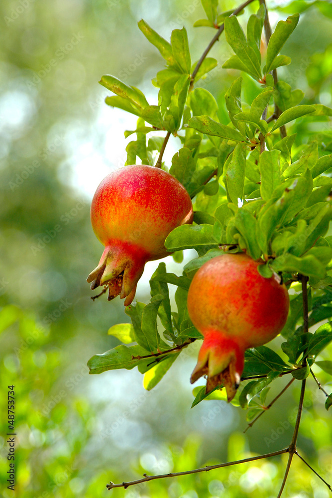 Granadas en el árbol Granadas en el árbol