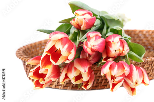 Tulips on white background