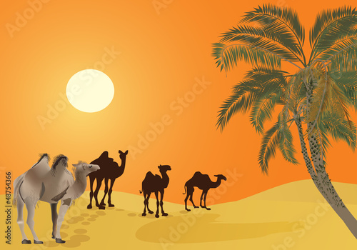 camels in orange desert