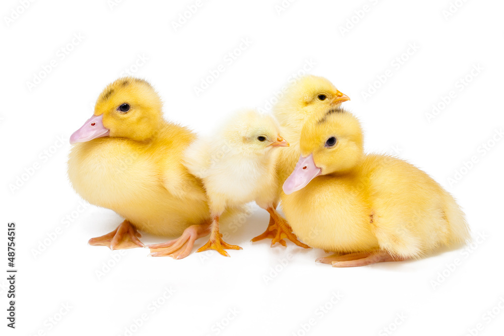 Little ducks and chickens on white background