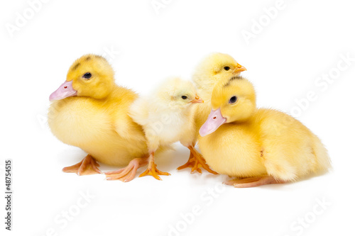 Little ducks and chickens on white background