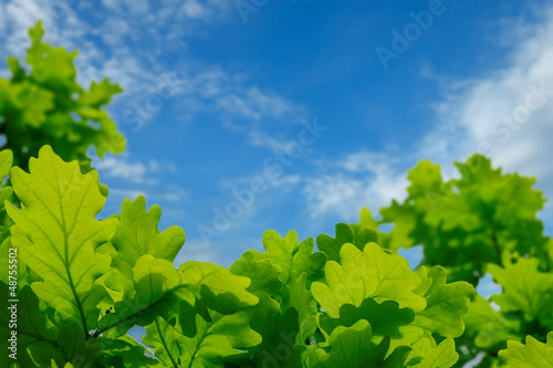 Green oak leaves against the blue sky