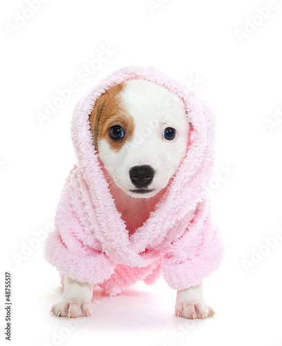 Jack Russell Terrier puppy