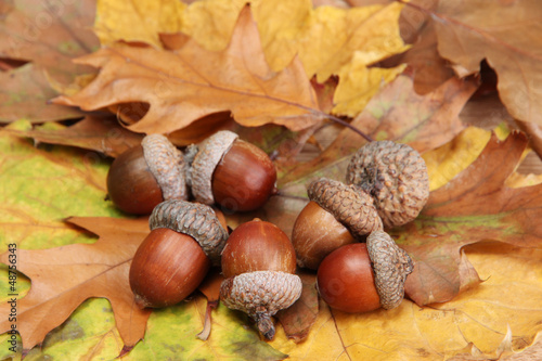 brown acorns on autumn leaves, close up photo