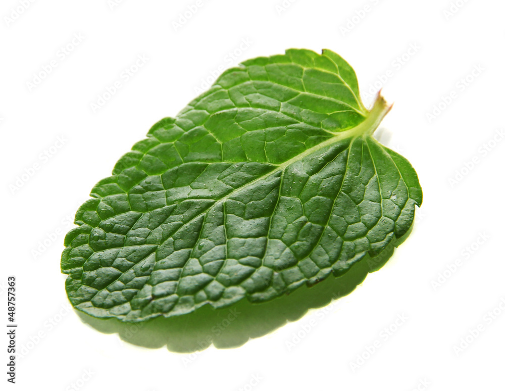 Mint isolated on white Mint isolated on white