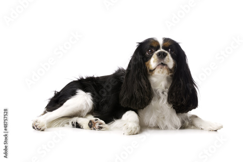 King Charles Spaniel Laid Isolated on a White Background © Paul Cotney