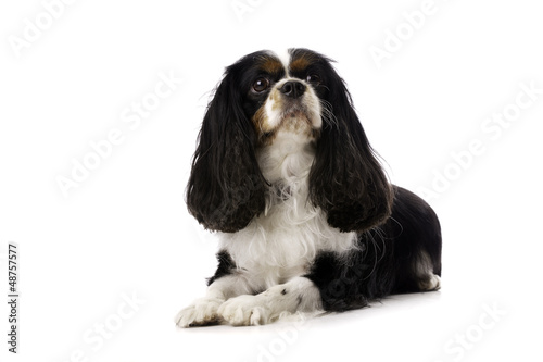 King Charles Spaniel Laid Isolated on a White Background