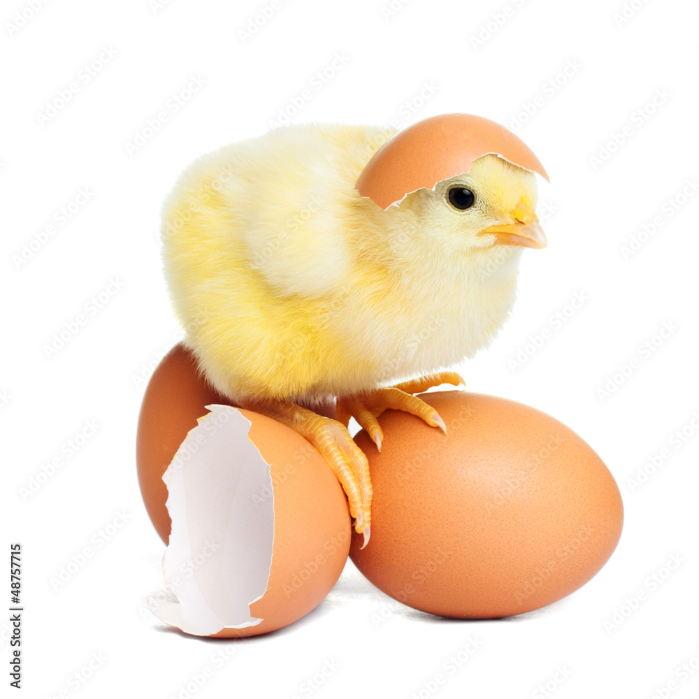 Naklejka premium Chick