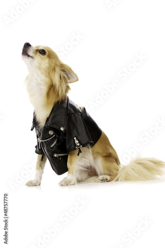 Chihuahua Wearing a Black Leather Jacket