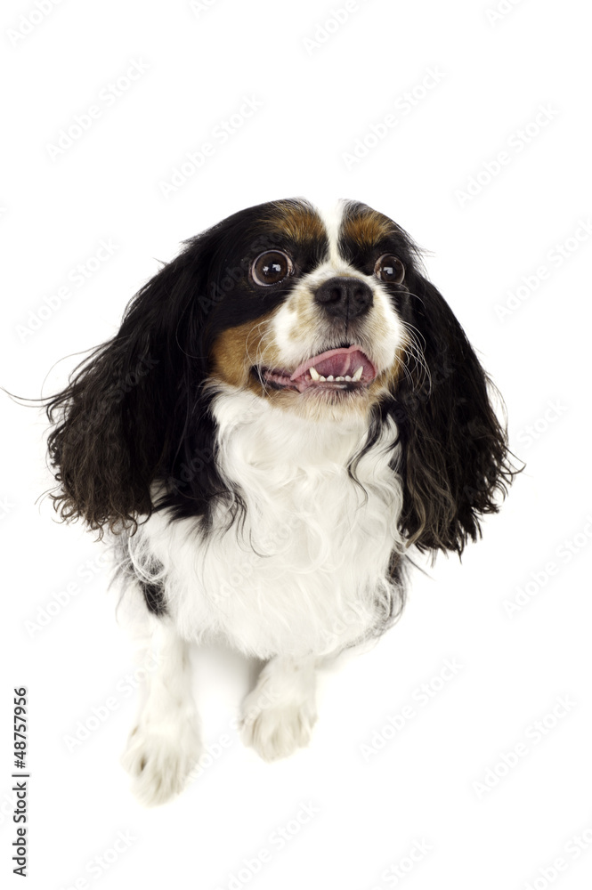 Fototapeta premium King Charles Speniel Looking up Isolated on a White Background