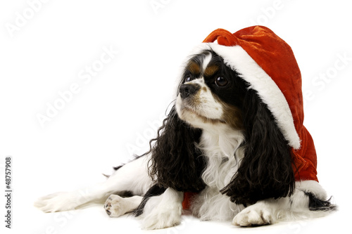 King Charles Spaniel Dog Wearing a Christmas Hat