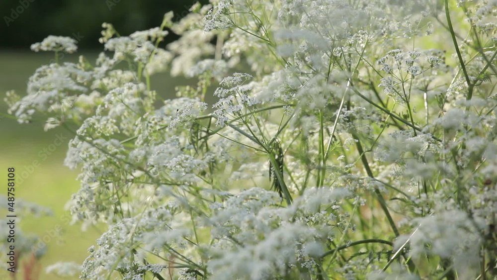 Blossom Blossom