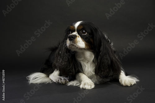 King Charles Spaniel Dog Laid on a Black Background