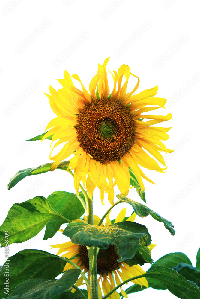 Fototapeta premium sunflower isolated on white background