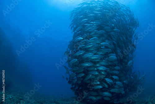 ギンガメアジの群れ