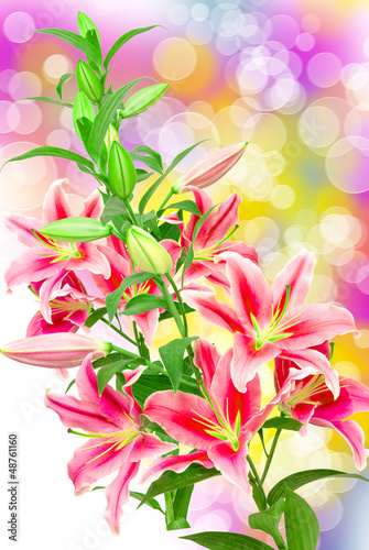 Pink lilies close up