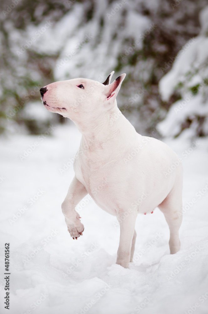 white english bull terrier winter portrait