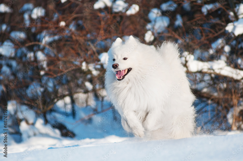 happy samoyed dog running in the snow