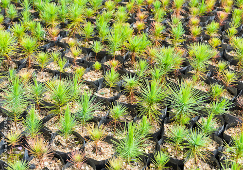 Pine tree nursery for reforestation