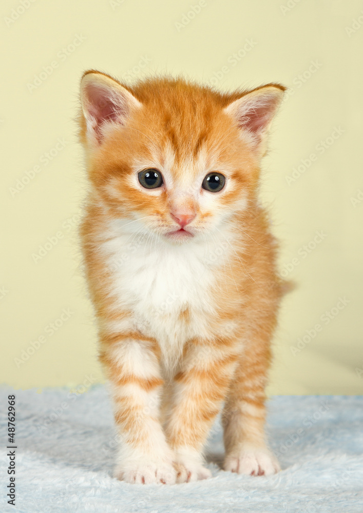 Ginder kitten standing on a blue blanket