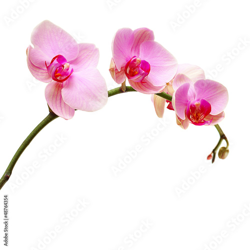 Pink orchid flower isolated on white, floral background