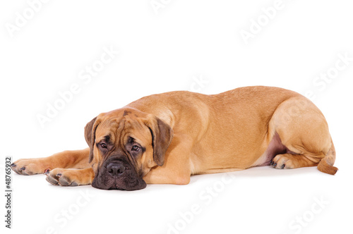 bullmastiff puppy lying