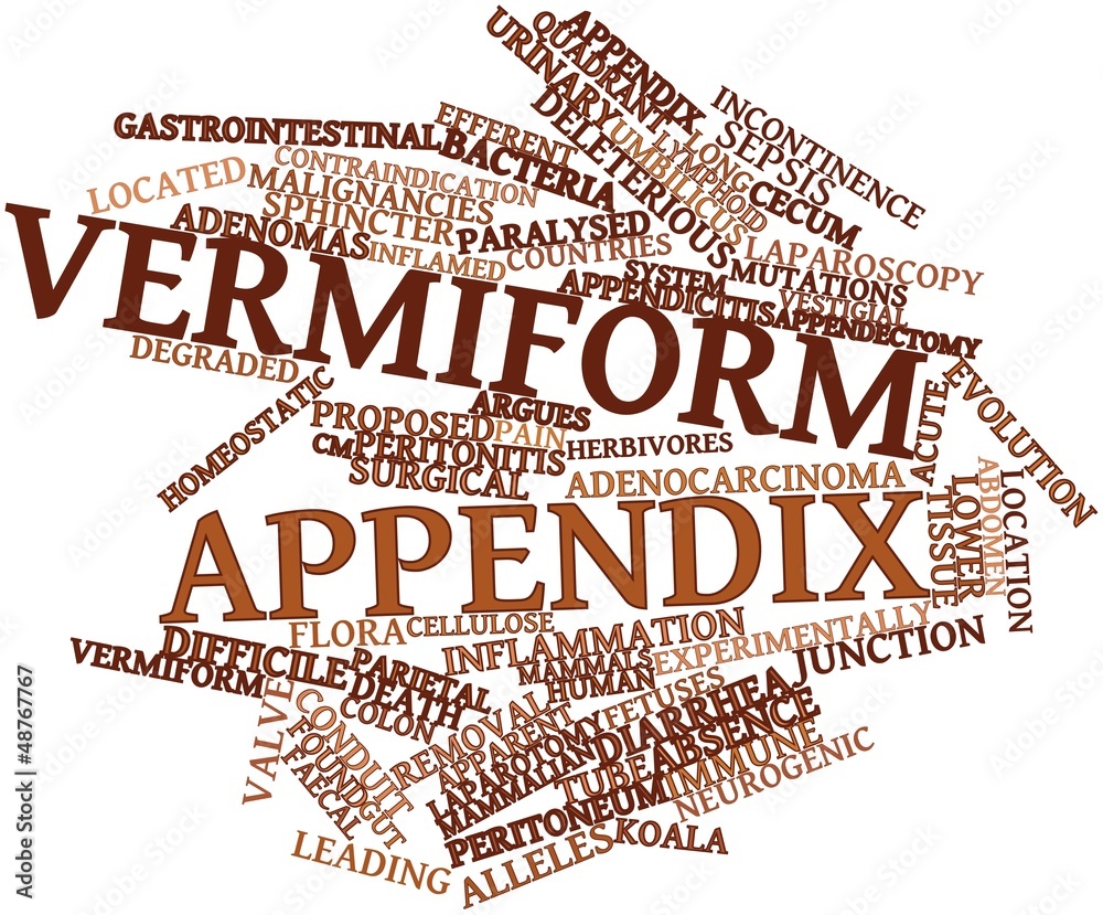 Word cloud for Vermiform appendix Stock Illustration | Adobe Stock