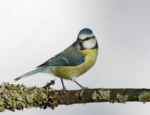 Portrait of a Blue Tit perched on a branch