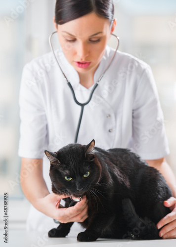 Fototapeta Naklejka Na Ścianę i Meble -  Veterinarian listening a cat while doing checkup at clinic