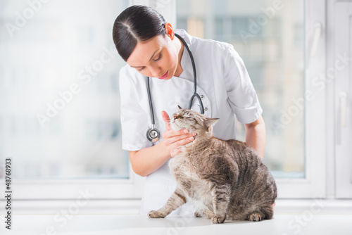 Fototapeta Naklejka Na Ścianę i Meble -  Veterinarian examining teeth of a cat while doing checkup at cli