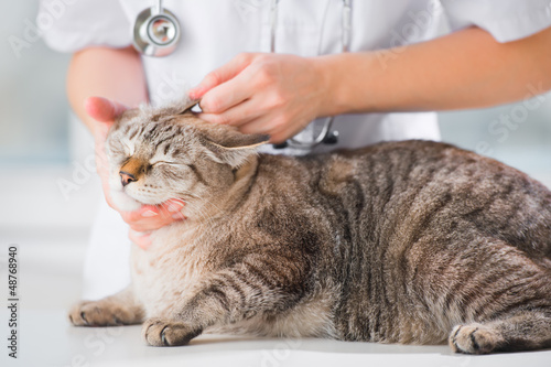 Fototapeta Naklejka Na Ścianę i Meble -  Veterinarian looking ear of a cat while doing checkup at clinic
